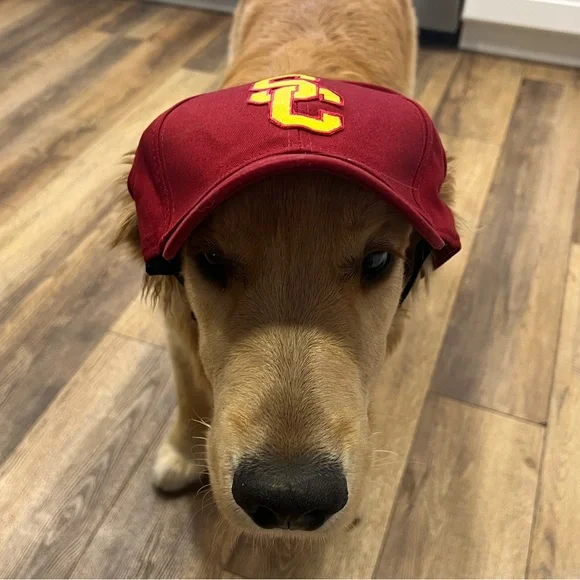 Red USC dog baseball hat - Picture 3 of 3